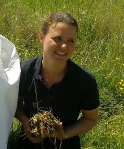 rhizomes de miscanthus giganteus