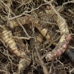 rhizomes de miscanthus giganteus