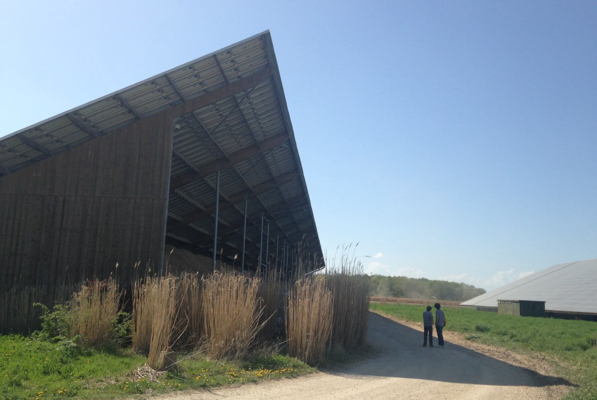 hangar miscanthus pente