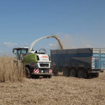 Visite d’une récolte de miscanthus