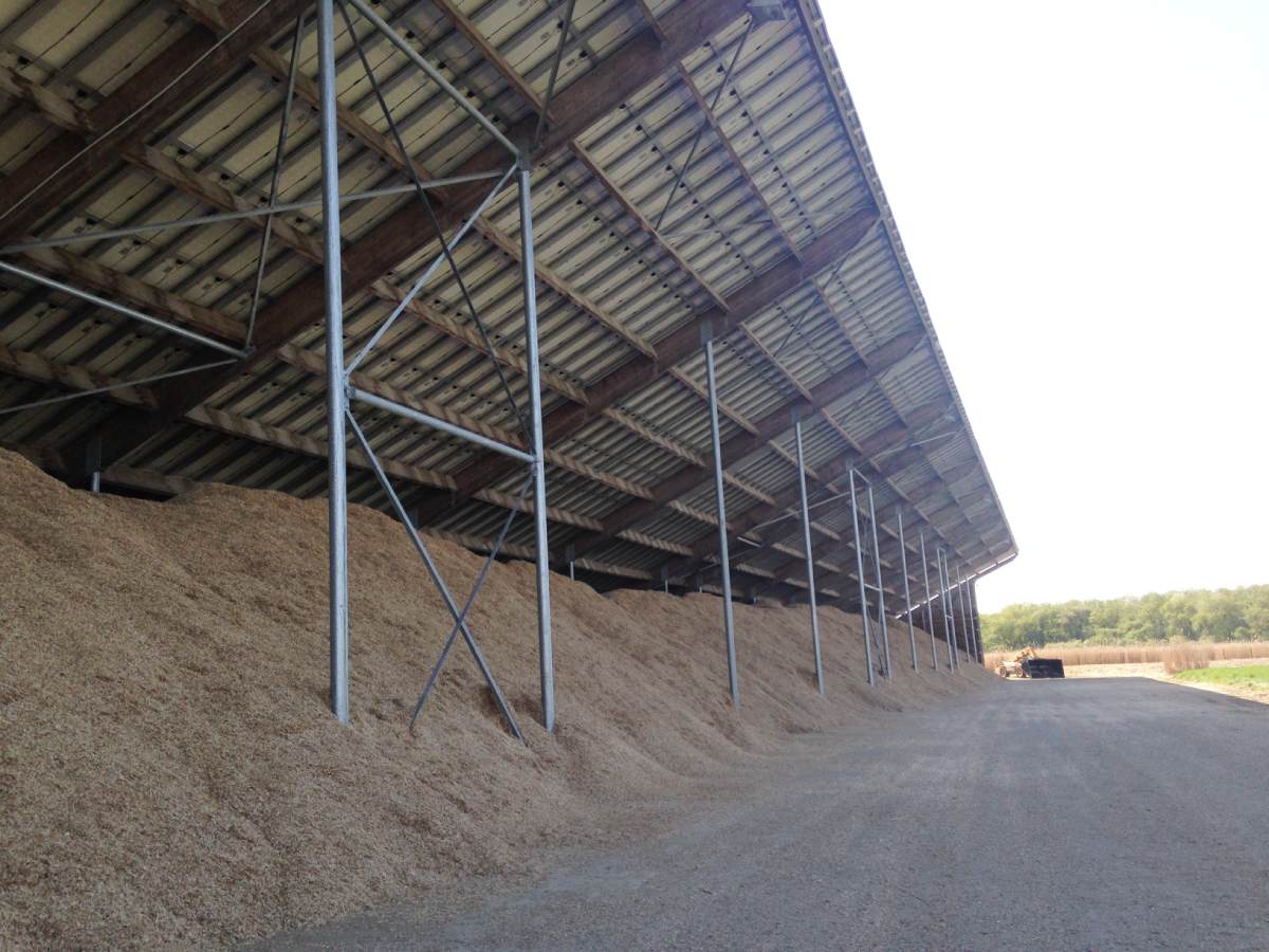 hangar miscanthus longueur