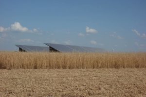 granges miscanthus