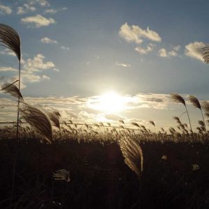 coucher de soleil sur le miscanthus