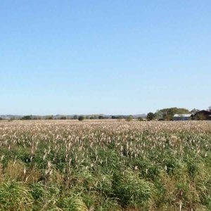 miscanthus fin octobre