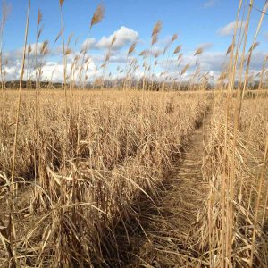 miscanthus en janvier