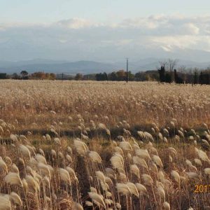 miscanthus et Pyrénées