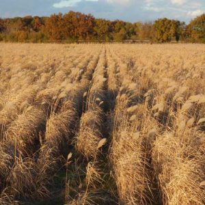 rangs de miscanthus