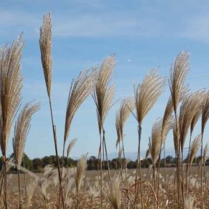 plumeaux de miscanthus en novembreen