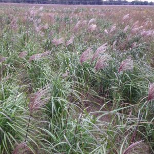 miscanthus en octobre