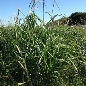 pied vert de miscanthus