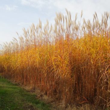 Quand le miscanthus s’enflamme