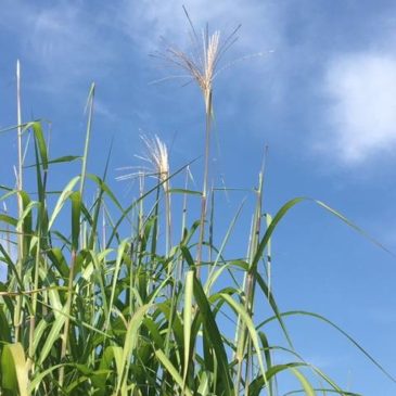 Mi-septembre, le miscanthus fleurit