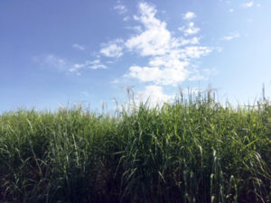 miscanthus début floraison