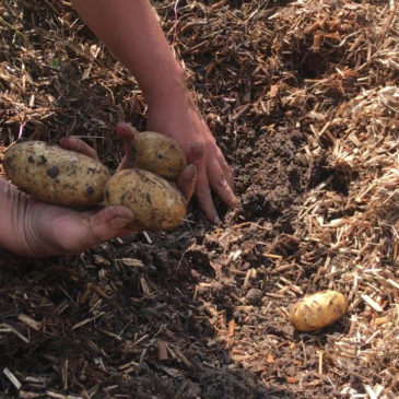 Le miscanthus au potager : paillage des pommes de terre