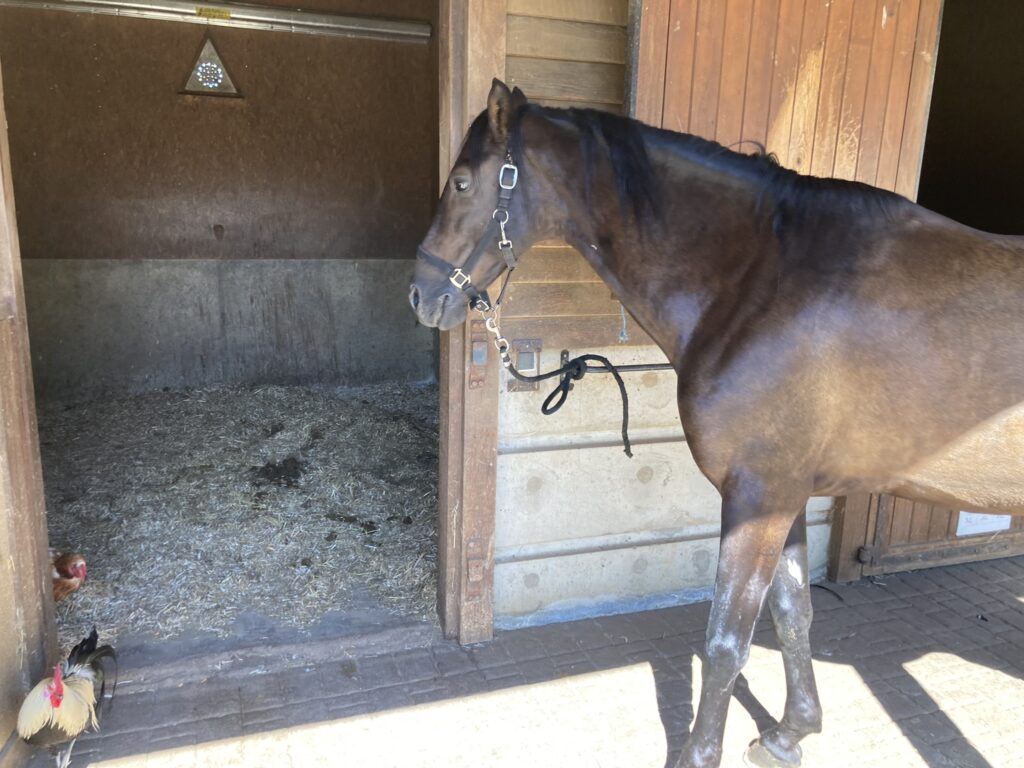 cheval box copeaux de miscanthus