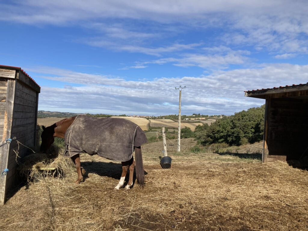 miscanthus paddock chevaux