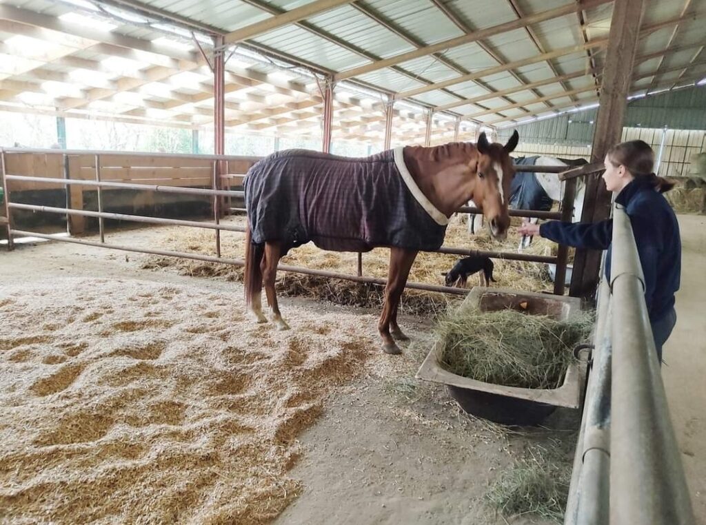 cheval sur copeaux de miscanthus