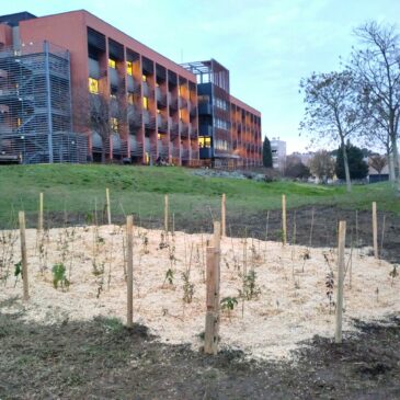 Plantation d&rsquo;une micro-forêt à l&rsquo;hôpital, paillée au miscanthus